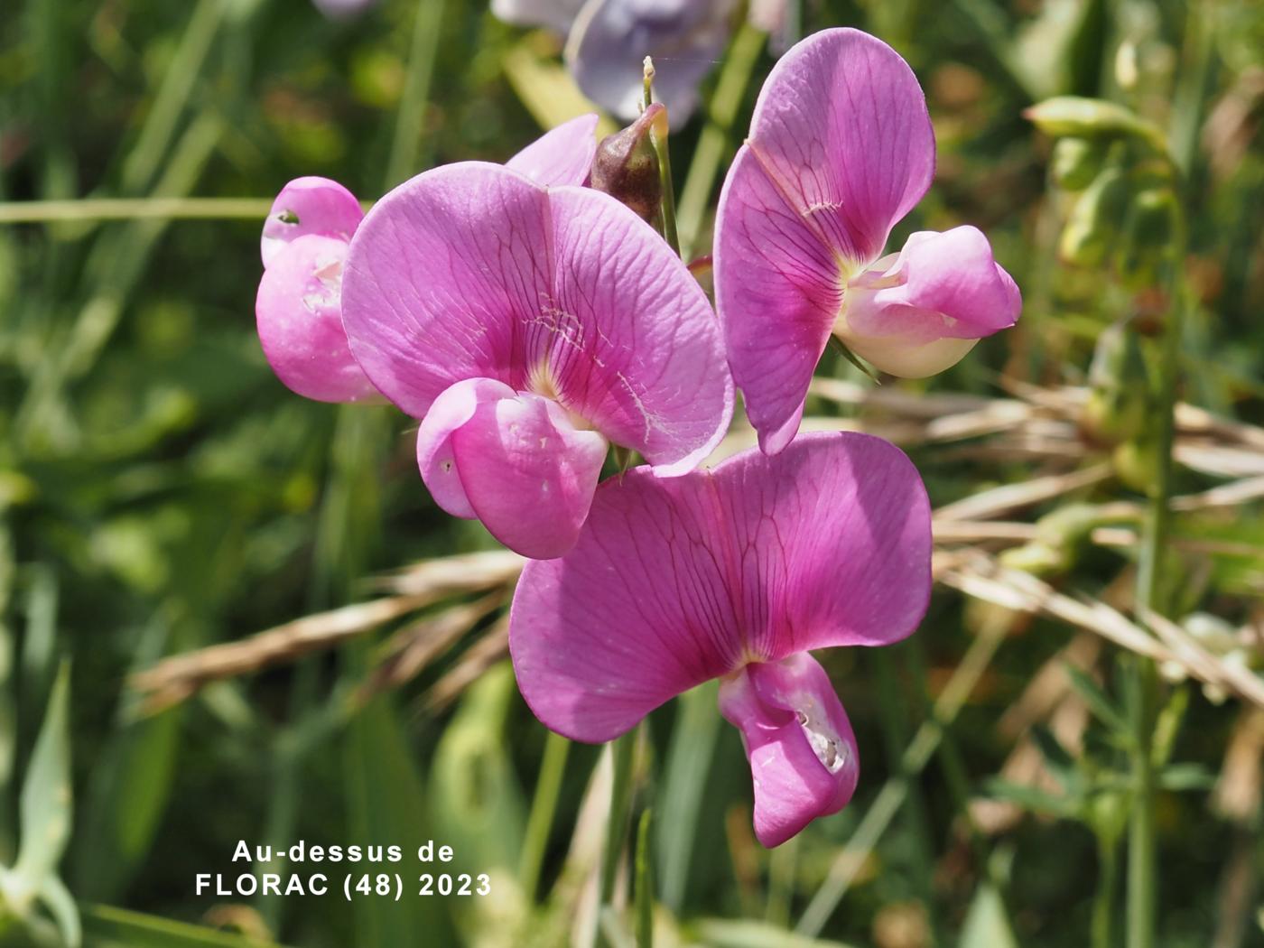 Everlasting-pea, Broad-leaved flower